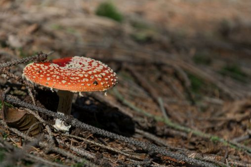 Fly Amanita Mushroom