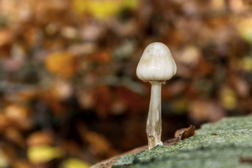 Beautiful Small Mushroom