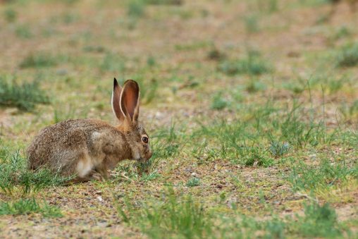 Tolai Hare in Mongolia