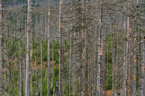 Dead Trees Due to Bark Beetle