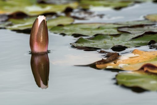 Water Lily Bud