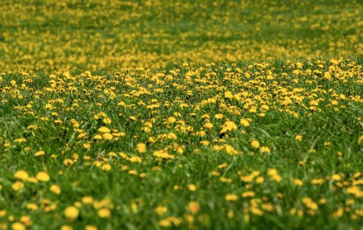 Yellow Meadow