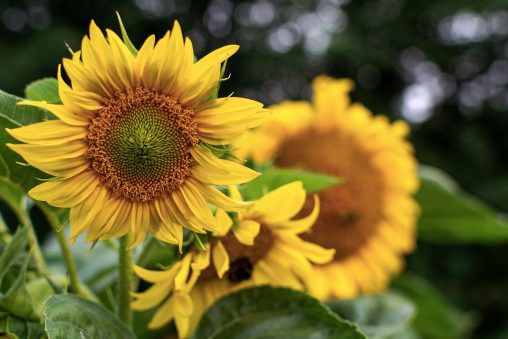 Sunflowers