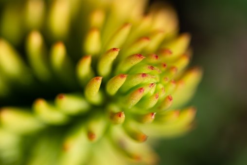 Macro Flower