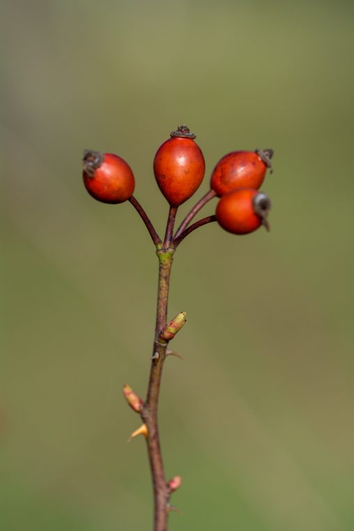 Red Rosehips