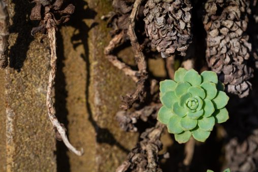 Succulent on a Rock Garden