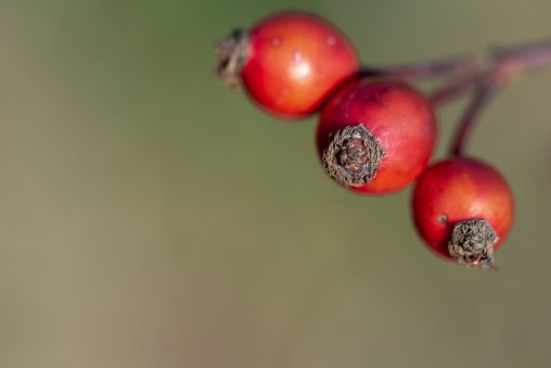 Three  Red Rose Hips