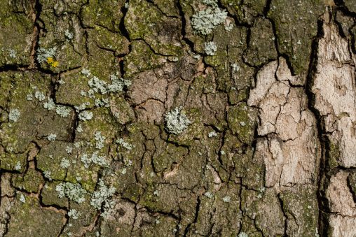 Tree Bark Close-up