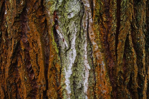 Bark texture