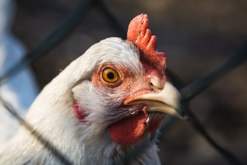 White Chicken Portrait