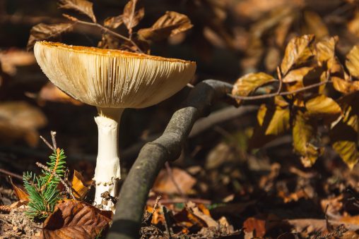 Toadstool Mushroom