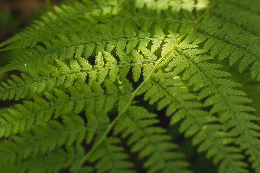 Fern Leaf Pattern