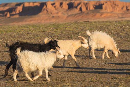 Black Goat Among 3 Whites