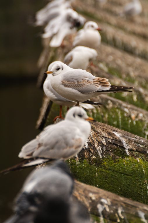 City Seagulls in Prague