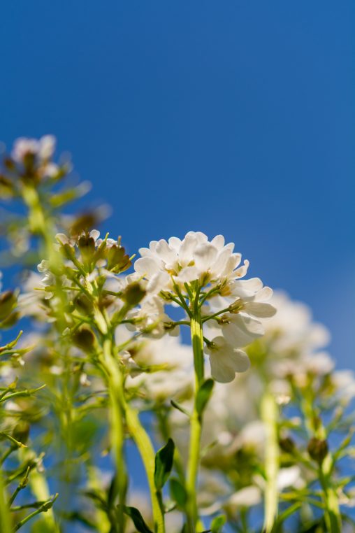 Vertical Flower Background