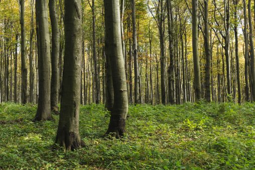 Trees in the Forest