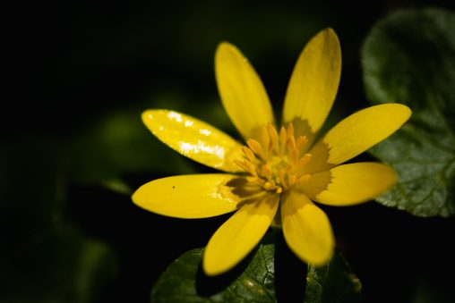 Yellow Celandine Flower