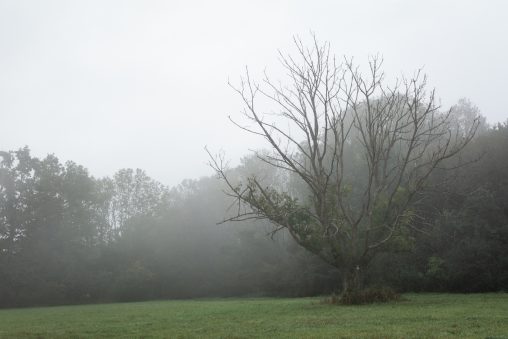 Tree in the Mist