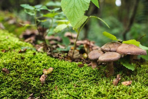 Mushrooms in the Moss