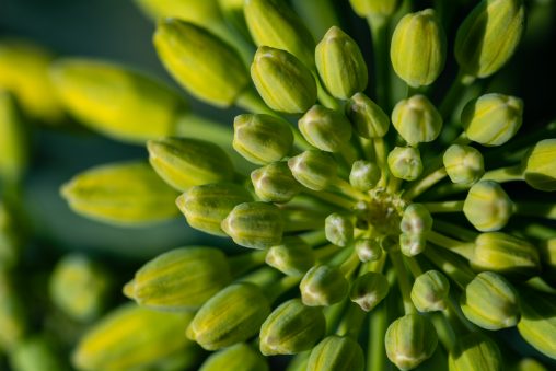 Green Oilseed Buds Close-up