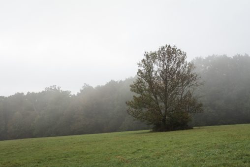 Tree in the Fog