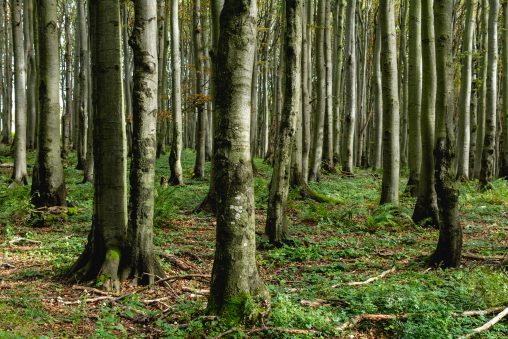 Trees in the forest