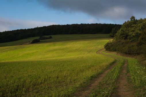 The way in the Fields