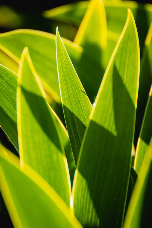 Backlight Tulip Leaves