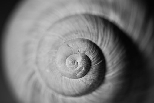 Snail Shell