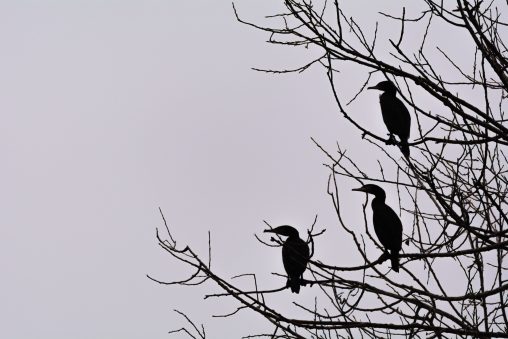 Silhouettes of 3 Cormorants on a Tree