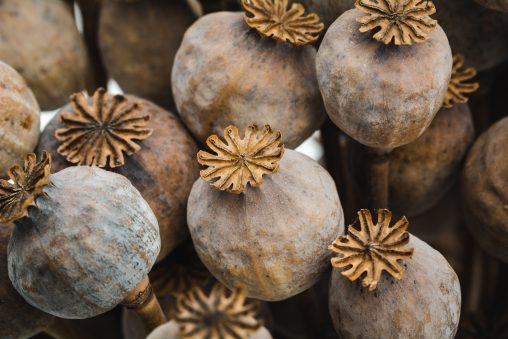 Dry Poppy Buds