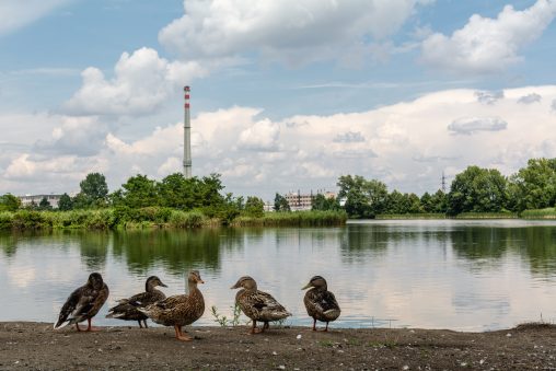 Ducks with a chimney in the background