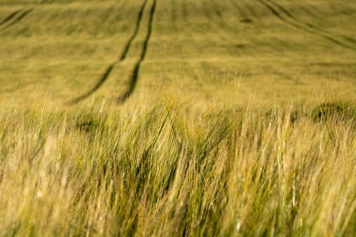 Grain Field Close-up