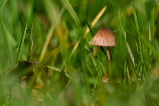 Little Mushroom in the Grass