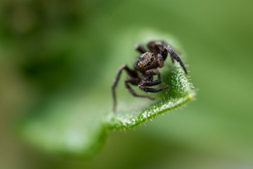 Spider Macro Photography